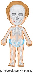 Skeletal system in human boy illustration