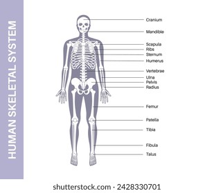 Skeletal system medical poster. Skeleton anatomy diagram. Human body in male silhouette. Bones, cartilage and joints. Illustration of X ray, arms, elbows, legs and pelvis medical vector illustration