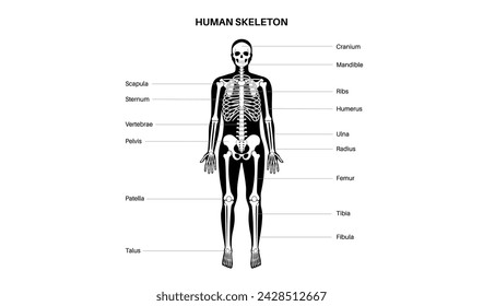 Skeletal system medical poster. Skeleton anatomy diagram. Human body in male silhouette. Bones, cartilage and joints. Illustration of X ray, skull, arms, knee and foot medical vector illustration