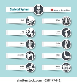 Skeletal System . medical sticky note style . flat design .