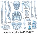 Skeletal system worksheet shows skull, rib cage, and pelvis in detailed outline for anatomy study. Outline style collection