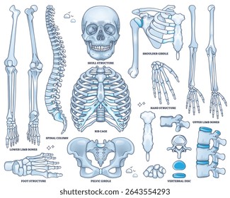 A planilha do sistema esquelético mostra o crânio, a caixa torácica e a pelve em um esboço detalhado para o estudo da anatomia. Coleção de estilos de estrutura de tópicos