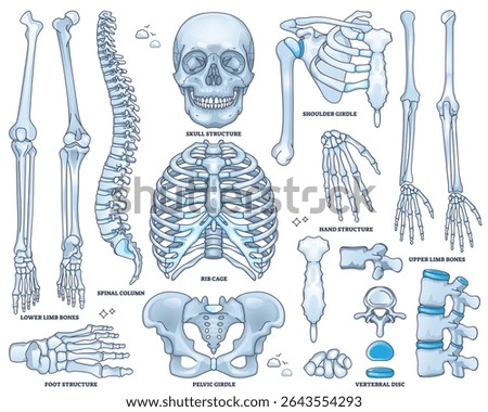 Skeletal system worksheet shows skull, rib cage, and pelvis in detailed outline for anatomy study. Outline style collection