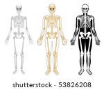 Skeleton
