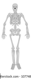 Skeleton