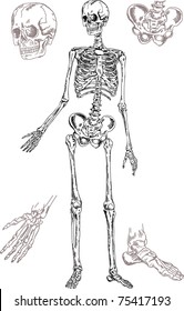 skeleton