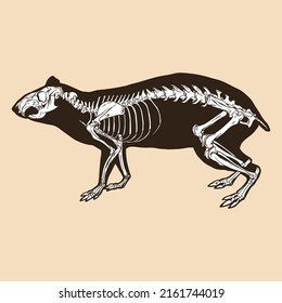 Skeleton agouti vector illustration animal