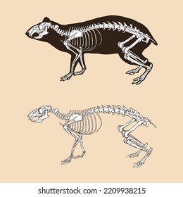 Skeleton agouti vector illustration animal