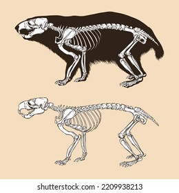 Skeleton alpine marmot vector illustration animal