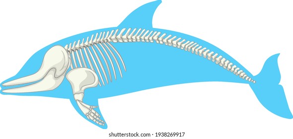 Skeleton anatomy of dolphin isolated on white background illustration