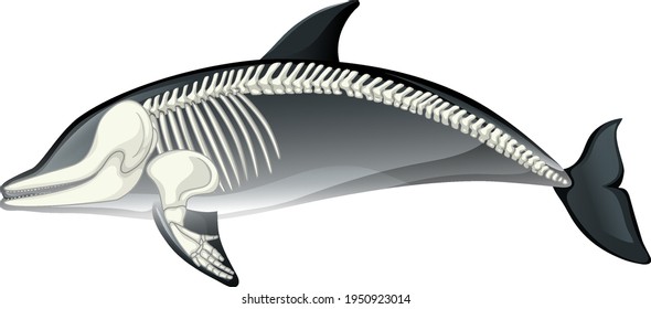 Skeleton anatomy of dolphin isolated on white background illustration