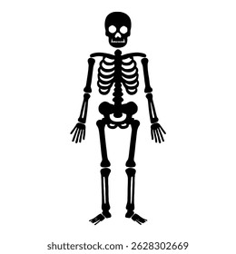 Skeleton anatomy halloween spooky human bones body ribcage skull death spooky halloween vector graphic