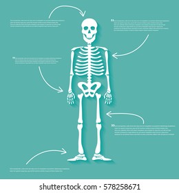 Skeleton anatomy human