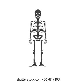 Skeleton anatomy human isolated on white.