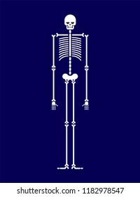 Skeleton anatomy human isolated. Skull and bone. Vector illustration.
