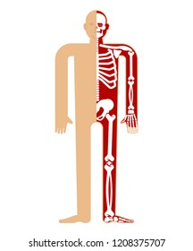 Skeleton Anatomy Human. Skeletal System Cross Section. Bones And Skull. Ribs And Pelvic Bone. Vector Illustration