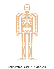 Skeleton Anatomy Human. Skeletal System Cross Section. Bones And Skull. Ribs And Pelvic Bone. Vector Illustration