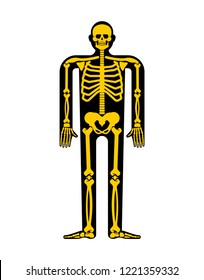 Skeleton Anatomy Human. Skeletal System Cross Section. Bones And Skull. Ribs And Pelvic Bone. Vector Illustration