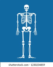 Skeleton Anatomy Human. Skeletal System Cross Section. Bones And Skull. Ribs And Pelvic Bone. Vector Illustration