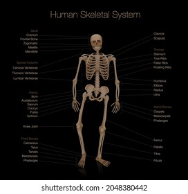 Skeleton anatomy - human skeletal system chart - labeled with most important bones like skull, spinal column, pelvic, thorax, ribs, sternum, hand and foot bones, clavicle, scapula. Black background.
