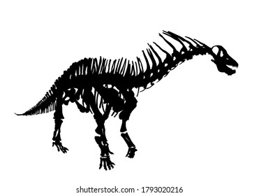 El esqueleto de los antiguos grandes dinosaurios.