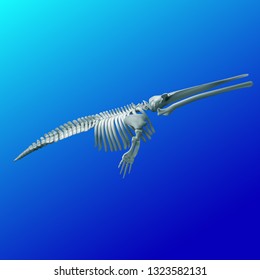 skeleton of an ancient whale cetotheria