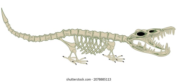 Skeleton animal crocodile on white background is insulated