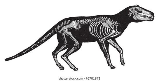 Skeleton Anoplotherium commune (Tertiary period) / Vintage illustration from Meyers Konversations-Lexikon 1897