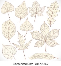 Skeleton autumn leaves of different trees isolated on white background