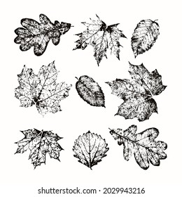Skeleton autumn leaves vector set. Isolated leaves on white background. Desing elements