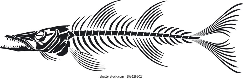 Skeleton Of Barracuda Fish