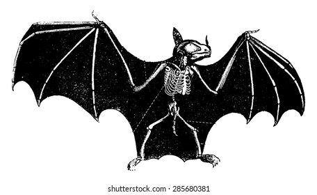 Skeleton Bat, vintage engraved illustration. Natural History of Animals, 1880.
