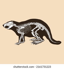 Skeleton beaver vector illustration animal