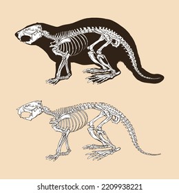 Skeleton bever vector illustration animal