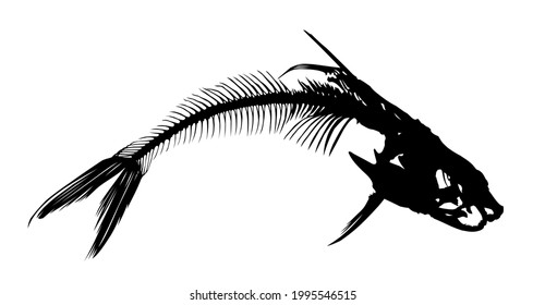 A Skeleton of big predatory sea fish.