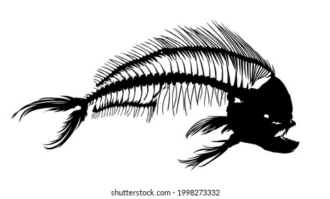 A Skeleton of big predatory sea fish.
