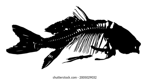 A Skeleton of big predatory sea fish.