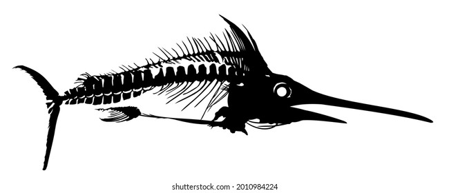 A Skeleton of big predatory sea fish.