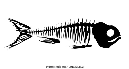 A Skeleton of big predatory sea fish.

