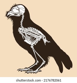 Skeleton bird antique vector illustration animal