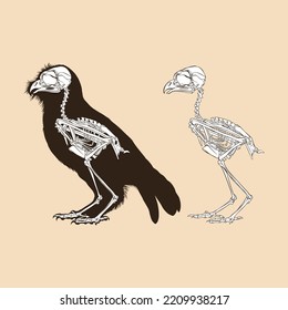 Skeleton bird antique vector illustration animal