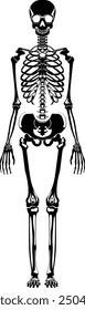 Skeleton black silhouette. Human bones. Medical illustration