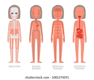 Skeleton blood nervous and digestive systems build, female organism image with all groups of internal organs, anatomical structure vector illustration