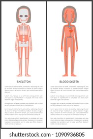 Skeleton and blood system vector illustration isolated on white text , color biological banner anatomical science, female bones chest arteries set