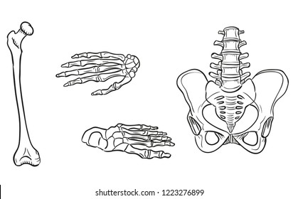 Skeleton Bone and joints sketches vector Human hand, knee, hip, foot, leg and arm