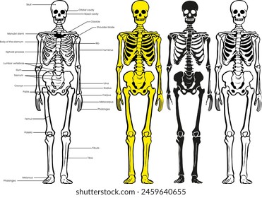 Skeleton Bones Set of Vector