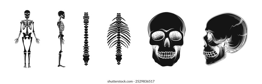 Skeleton bones sketch graphic vector style. Simple sketched bones and skeletons