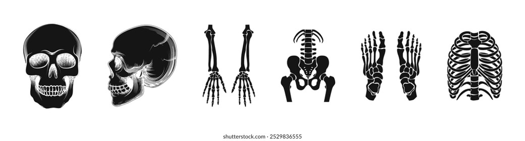 Skeleton bones sketch graphic vector style. Simple sketched bones and skeletons