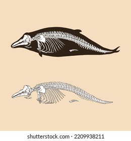 Skeleton bottlenose dolphin vector illustration animal