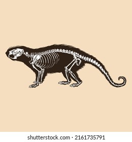 Skeleton brazilian porcupine vector illustration animal